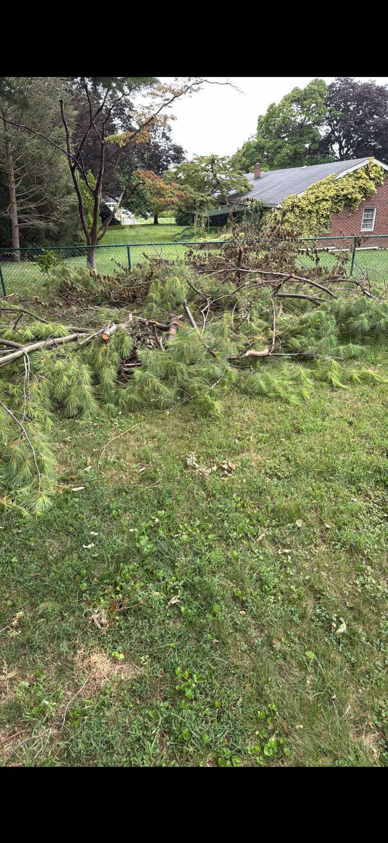 Yard waste and fallen tree branches removal